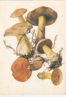 72133- MUSHROOMS - Pilze