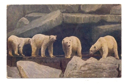 2000 HAMBURG - STELLINGEN, Zoo Hagenbeck, Eisbären, 1927 - Stellingen