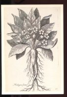 CPM Neuve Illustrateur T. De BRY Gravure D'après Nature Mandragora Fémina - Plantes Médicinales