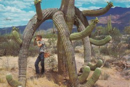 Giant Saguaro Cactus - Cactus