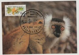 Madagascar Madagaskar 1979 Mi. 847 Carte Maximum Lémurien Lemur Faune Fauna Akomba - Singes