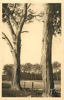 -dpts Div.-ref-AB107- Landes - Castets - Pins Francs Ages De 180 Ans - Arbre - Arbres - Carte Bon Etat - - Castets