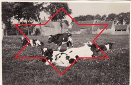 Photo 1915 ZUIENKERKE (Zuyenkerke) - Une Vue, Vaches (A196, Ww1, Wk 1) - Zuienkerke