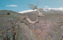Idaho Triple Twist Tree Craters Of The Moon National Monument - Altri & Non Classificati