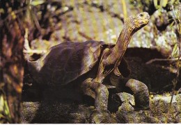 Saddle Backed Giant Tortoise Galapagos Islands - Schildkröten