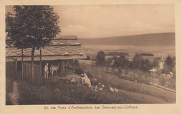 Un Parc D'Acclimatation Des Geneveys-sur-Coffrane - Geneveys
