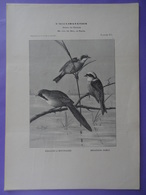 Oiseau - MESANGE A MOUSTACHE Et MESANGES REMIZ Planche Du Journal Des éleveurs L'Acclimatation 1908 - Animals