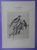 Oiseau Utile à L'agriculture - BRUANT ORTOLAN Et BRUANT FOU - Planche Du Journal Des éleveurs L'Acclimatation 1908 - Animals