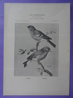 Oiseau - PINSON Et VERDIER - Planche Du Journal Des éleveurs L'Acclimatation 1906 - Animals