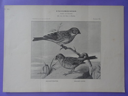 Oiseau - BRUANT PROYER Et BRUANT JAUNE - Planche Du Journal Des éleveurs L'Acclimatation 1907 - Animals