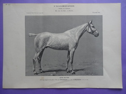 Cheval - QUICK SILVER Demi Sand Anglo-arabe Planche Du Journal Des éleveurs L'Acclimatation 1906 - Animals