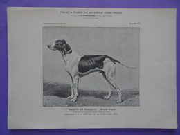 Chien RADIUM DE MIREBEAU Braque Dupuy à M. Servant Planche Du Journal Des éleveurs L'Acclimatation 1907 Concours Paris - Animals