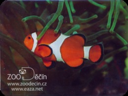 Zoo Decin (CZ) - Clown Fish - Animals & Fauna