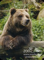 Zoo Decin (CZ) - Bear - Animaux & Faune