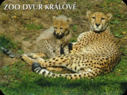 Zoo Dvur Kralove (CZ) - Cheetah - Animals & Fauna