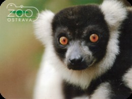 Zoo Ostrava (CZ) - Black And White Lemur - Animaux & Faune
