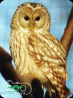 Zoo Ostrava (CZ) - Tawny Owl - Animals & Fauna