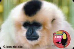 Zoo Chleby (CZ) - Gibbon - Animals & Fauna