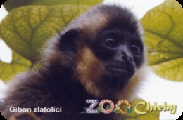Zoo Chleby (CZ) - Gibbon Baby - Animals & Fauna