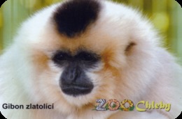 Zoo Chleby (CZ) - Gibbon - Animaux & Faune