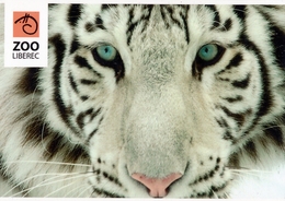 Zoo Liberec (CZ) - White Tiger - Animaux & Faune