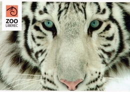 Zoo Liberec (CZ) - White Tiger - Animals & Fauna