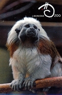 Zoo Liberec (CZ) - Tamarin - Animals & Fauna