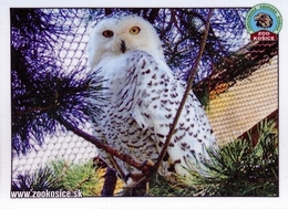 Zoo Kosice (SK) - Snowy Owl - Animals & Fauna