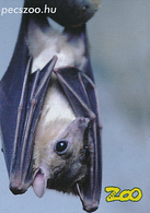 Zoo Pecs (HU) - Flying Fox - Animaux & Faune