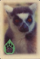 ZOO Miskolc (HU) - Ring-tailed Lemur - Animals & Fauna