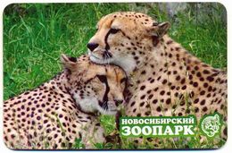 ZOO Novosibirsk (RU) - Cheetah - Animaux & Faune