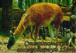 Zooexotarium Stavropol (RU) - Lama - Animals & Fauna