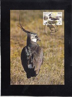 BELARUS2006, CARTE MAXIMUM BIRDS - VANELUS VANELUS ** - Moineaux