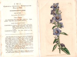 CURTIS’S BOTANICAL MAGAZINE, CAMPANULA PEREGRINA, TAVOLA 1257, VOLUME 31, 1810 Original Hand-Colored Lithograph - 1800-1849
