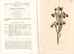 CURTIS’S BOTANICAL MAGAZINE, ERICA THUNBERGII, TAVOLA 1214, VOLUME 30, 1809 Original Hand-Colored Lithograph - 1800-1849