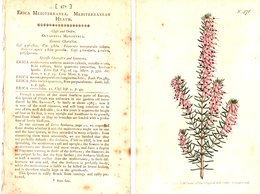 CURTIS’S BOTANICAL MAGAZINE, ERICA MEDITERRANEA, TAVOLA 471, VOLUME 14, 1800 Original Hand-Colored Lithograph - 1800-1849