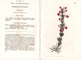 CURTIS’S BOTANICAL MAGAZINE, ERICA ANDROMEDAEFLORA, TAVOLA 1250, VOLUME 31, 1800 Original Hand-Colored Lithograph - 1800-1849