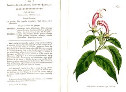 CURTIS’S BOTANICAL MAGAZINE, LOBELIA SURINAMENSIS, TAVOLA 225, VOLUME 7, 1793 Original Hand-Colored Lithograph - 1700-1799