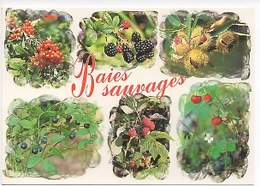 Baies Sauvages Myrtille Fraise Framboise Mure Châtaigne Délices Et Parfums D'une Nature Préservée (cp Vierge) - Plantes Médicinales