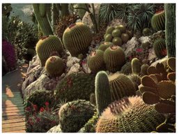 (ORL 650) Monaco - Exotic Garden Cactus - Cactussen