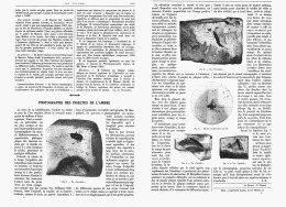 PHOTOGRAPHIE DES INSECTES DE L'AMBRE   1907 - Otros & Sin Clasificación