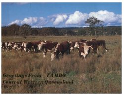 (500) Australia - (with Stamp At Back Of Postcard) - QLD - Tambo Cow Farming - Far North Queensland