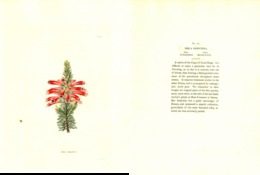 GEORGE COOKE, BOTANICAL CABINET, VOL. 1, TAVOLA 86, 1827, ERICA SANGUINEA Original Hand-Colored Lithograph - 1800-1849