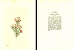 GEORGE COOKE, BOTANICAL CABINET, VOL. 2, TAVOLA 114, 1827, ERICA MUNDULA Original Hand-Colored Lithograph - 1800-1849