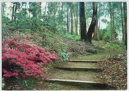 Australien, Mt. Lofty Botanic Garden - Sonstige & Ohne Zuordnung