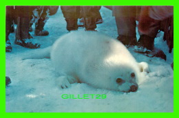 BORDEN, PEI - PUP SEAL BASKS ON THE HARBOUR ICE -  BRANTI SHOPS - - Other & Unclassified