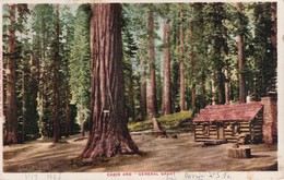 USA 1905 CARTE POSTALE DE KINGS KANYON  CABIN  AND "GENERAL GRANT" TREE - Kings Canyon