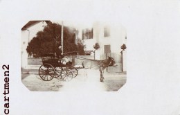 CARTE PHOTO : ATTELAGE D'ANE TRANSPORT CALECHE - Attelages