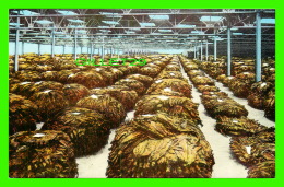 TABAC - INTERIOR OF A LOOSE LEAF TOBACCO WAREHOUSE -  A FLORIDA PRE VUES-POST CARD - - Tobacco