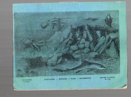 Cahier D'écolier Avec Couverture Illustrée : Histoire Naturelle N°118: Pieuvres, Moules, Plie, Roussette (PPP9434) - Animals